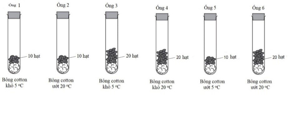 Một thí nghiệm sử dụng các hạt đậu đựng trong 6 ống nghiệm như hình sau:   Muốn đánh giá sự ảnh hưởng của nhiệt độ lên sự nảy mầm của hạt cần so sánh hai ống nghiệm nào? A. 1 và 5.	B. 3 và 6.              C. 4 và 6.                      D. 2 và 5. (ảnh 1)