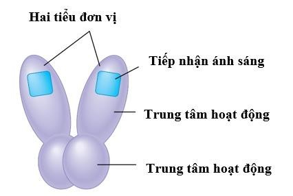 Phytochrome hấp thụ ánh sáng làm thay đổi cấu hình trung tâm hoạt động. Có hai loại đồng phân bộ phận của phytochrome (kí hiệu A và B) có thể chuyển hóa lẫn nhau; trong đó, một loại có hoạt tính sinh học, một loại không có hoạt tính.  (ảnh 1)