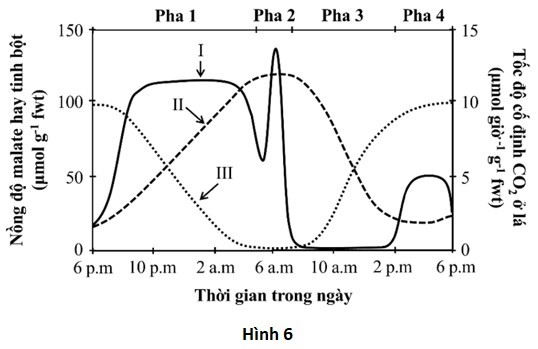 Thực vật CAM có một số đặc điểm thích nghi với điều kiện khô hạn và cố định CO2 theo các giai đoạn khác nhau trong ngày. Hình 6 biểu thị nồng độ malate và tinh bột trong lá cũng như tốc độ cố định CO2 ở lá trong bốn pha khác nhau (kí hiệu từ 1 đến 4)  (ảnh 1)
