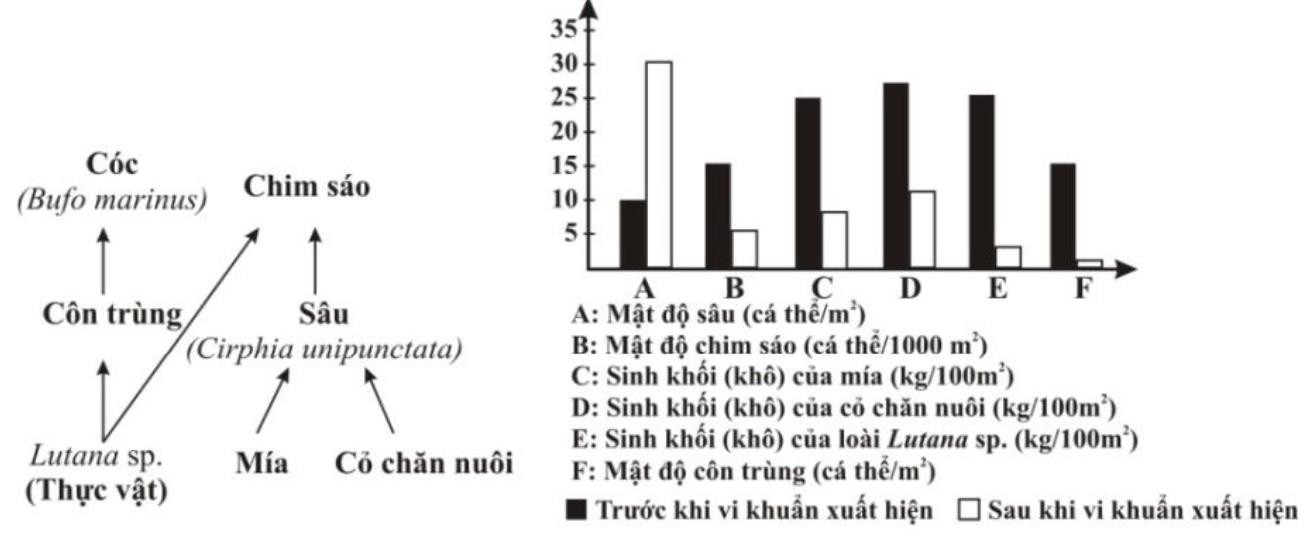 Cho các loài sinh vật sau: 1 con cú, 100 con chuột, 10.000 cây lúa mì.  a.  Có thể lập được một chuỗi thức ăn giữa chúng hay không? Vì sao? (ảnh 1)
