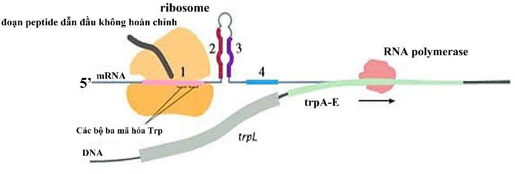 Một số vi khuẩn có cơ chế bổ sung để điều hòa tổng hợp các enzyme tham gia vào quá trình sinh tổng hợp trytophan (Trp). Ở phía trước của các gene cấu trúc (trpA-E) trong operon trytophan (Trp) có một đoạn trình tự dẫn đầu (trpL), (ảnh 3)