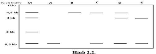 Một đoạn DNA mạch đơn có kích thước 4 kb được lai với một mẫu dò DNA có đánh dấu phóng xạ với kích thước 500bp tạo thành DNA lai như mô tả ở hình Hình 2.1. (ảnh 2)