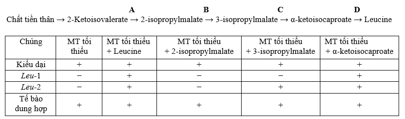 Nấm đơn bội Neurospora crassa lần đầu tiên được phát hiện ở các tiệm bánh Pháp như một tác nhân phổ biến làm hỏng thực phẩm, sau đó chúng nhanh chóng được các nhà nghiên cứu sử dụng rộng rãi như một mô hình đặc biệt để nghiên cứu di truyền. (ảnh 2)