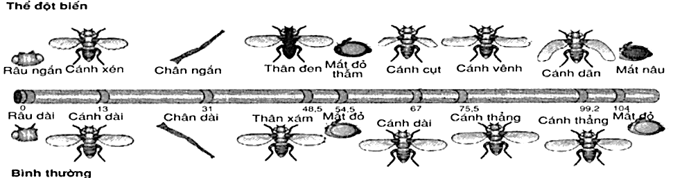 Bản đồ gene của NST số II của ruồi giấm (Drosophila Melanogaster) như hình 12.                                             (ảnh 1)