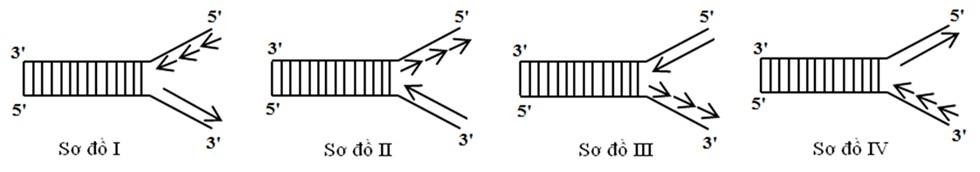 Sơ đồ nào sau đây mô tả đúng về giai đoạn kéo dài mạch polynucleotide mới trên 1 chạc chữ Y trong quá trình nhân đôi DNA ở sinh vật nhân sơ?    	A. Sơ đồ IV.	B. Sơ đồ I.	C. Sơ đồ II.	D. Sơ đồ III. (ảnh 1)