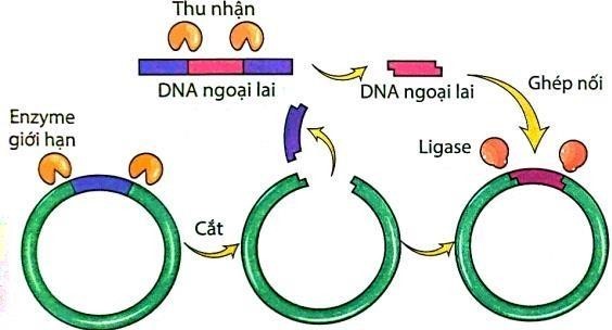 Hình mô tả một giai đoạn nào sau đây của quy trình công nghệ gene để tạo giống sinh vật biến đổi gene?     	A. Tạo Thể truyền.	B. Tạo DNA tái tổ hợp. 	C. Tạo plasmid.	D. Tạo ra sinh vật mang gene biến đổi. (ảnh 1)