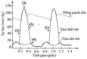Hình bên thể hiện áp lực thay đổi trong động mạch chủ, tâm thất trái và tâm nhĩ trái xảy ra đồng thời trong chu kỳ tim ở động vật có vú. Các số (1 đến 4) chỉ ra các giai đoạn khác nhau trong một chu kì tim. (ảnh 1)