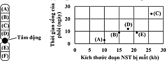 Xử lý phôi của một loài côn trùng gây đột biến mất đoạn nhiễm sắc thể ở sáu vị trí khác nhau (A, B, C, D, E và F). Theo dõi thời gian sống của các phôi tương ứng với các đột biến, kết quả được thể hiện qua hình dưới đây: (ảnh 1)