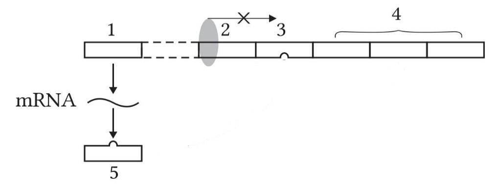 Trong cơ chế điều hòa biểu hiện gene của operon lac ở E. coli, khi môi trường không có lactose thì protein ức chế sẽ ức chế quá trình phiên mã bằng cách gắn vào vùng số mấy?     	A. Số 3.	B. Số 2.	C. Số 1.	D. Số 4. (ảnh 1)
