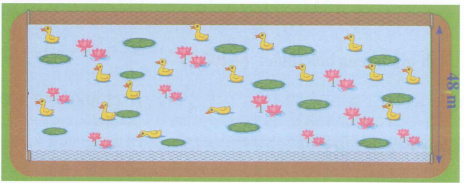 Bác Minh có một cái ao hình chữ nhật. Chiều rộng ao là 48 m, chiều dài gấp 3 lần chiều rộng. Bác Minh muốn quây lưới xung quanh ao để nuôi vịt. Hỏi bác Minh cần chuẩn bị bao nhiêu mét lưới?   	A. 144 m lưới	B. 192 m lưới	C. 384 m lưới	D. 364 m lưới (ảnh 1)