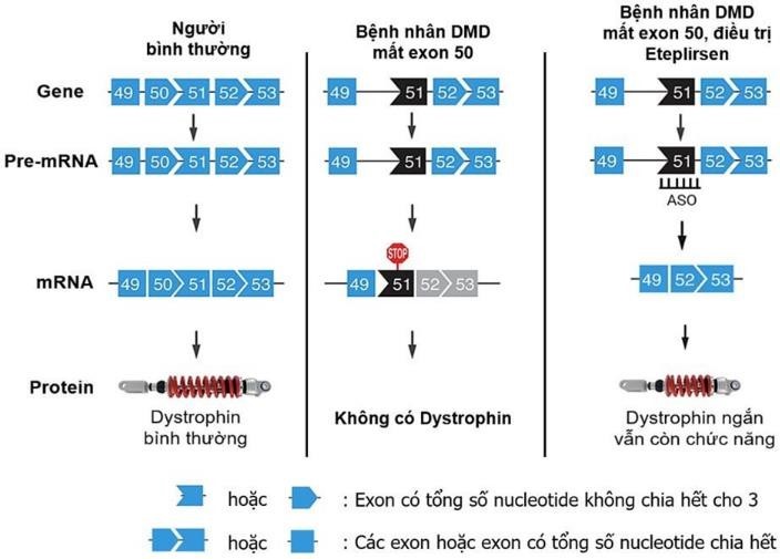 Gene Dystrophin nằm trên nhiễm sắc thể X, là gene dài nhất ở người, gồm 79 exon, chịu trách nhiệm tổng hợp protein Dystrophin. Protein này có chức năng bảo vệ tế bào cơ, giữ cho màng sợi cơ được vững chắc, không bị tổn hại. (ảnh 1)