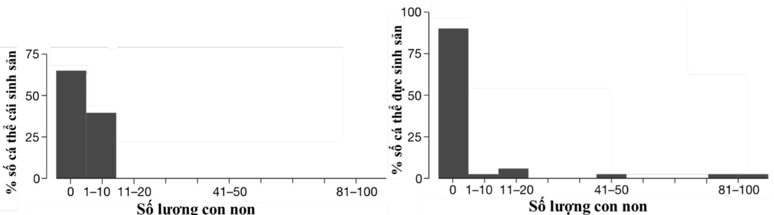 Hải cẩu voi sống ở bờ biển California thường ưa chuộng chọn nơi sinh sản ở trên đảo, nơi mà con non được bảo vệ bởi lãnh thổ của con đực và tránh được động vật săn mồi từ đại dương. (ảnh 1)