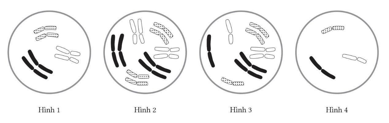 Ở một loài thực vật 2n= 6. Có một số thể thể đột biến được mô tả bằng các hình được đánh số theo thứ tự từ 1 đến 4 như hình 12 dưới đây. (ảnh 1)