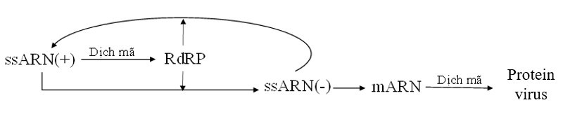 3.1 Thủy đậu là một loại bệnh có mức truyền nhiễm cao gây ra bởi virus Varicella zoster (VZV). Nồng độ kháng thể chống VZV trong máu của một người trong vòng 120 ngày được thể hiện trong Hình 3.1. Nồng độ kháng thể có sự thay đổi rõ rệt trong ngày thứ 30. (ảnh 3)