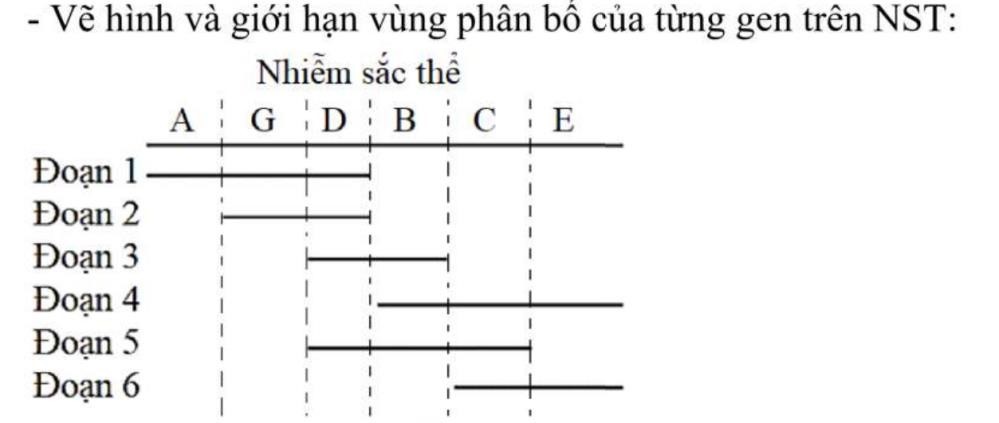 3.1 Ở một loài động vật, có 6 đột biến mất các đoạn khác nhau của nhiễm sắc thể số 8. Vị trí các đoạn được mô tả trong Hình 3.  Vùng nhiễm sắc thể bị mất chứa 6 gene (A, B, C, D, E, G) chưa xác định được thứ tự. (ảnh 2)