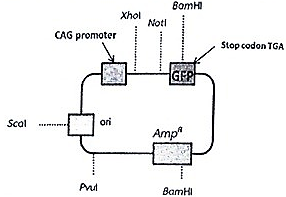 Trong quá trình sao chép gene OCT4 có chiều dài 1.200 cặp base (bp) vào vector biểu hiện như Hình 5.- Xhol, Notl, BamHI, Scal và Pvul là các vị trí cắt của enzyme giới hạn loại phổ biến. - ori = điểm khởi đầu sao chép - Amp = gene kháng ampicillin (ảnh 1)