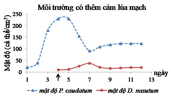 Để nghiên cứu mối quan hệ sinh thái giữa 2 loài Paramecium caudatum và Didinium nasutum, người ta đã nuôi chung 2 loài trong môi trường phù hợp theo hai công thức:  Môi trường nuôi không có cám lúa mạch và Môi trường nuôi có thêm cám lúa mạch (ảnh 2)