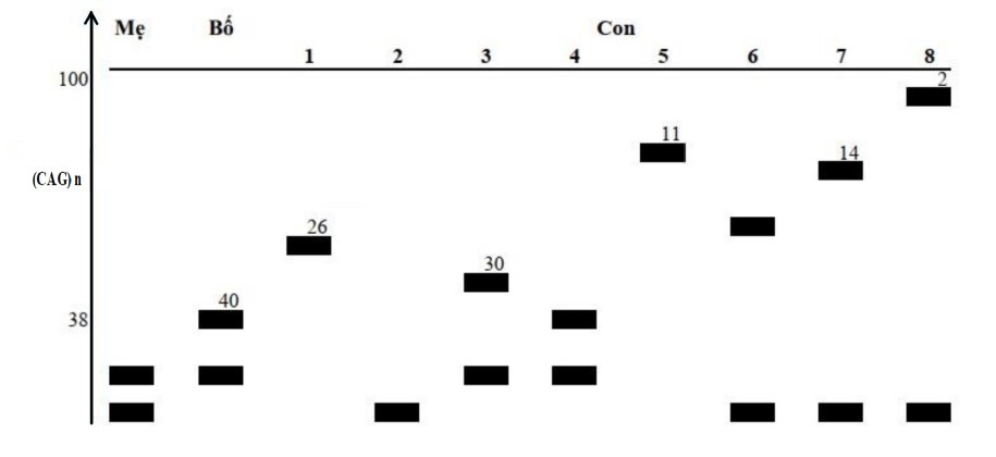 Bệnh Huntington (HD) là một rối loạn di truyền dẫn đến cái chết của các tế bào não. Căn bệnh này được gây ra bởi một tính trạng trội đột biến ở một trong hai bản sao của một gene được gọi là Huntingtin. (ảnh 1)