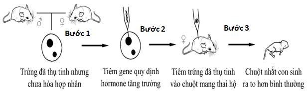 Năm 1982, các nhà khoa học Mỹ đã tiêm gene quy định hormone tăng trưởng của chuột cống (loài chuột lớn) vào trứng đã thụ tinh của chuột nhắt (loài chuột nhỏ), (ảnh 1)