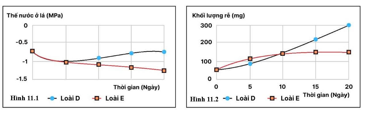 Cồn cát ven biển là một trong những nơi nắng nóng và khô hạn không thuận lợi cho nhiều loài sinh vật sinh sống. Một thí nghiệm được tiến hành nhằm tìm hiểu đáp ứng của hai loài có D và E trồng trong điều kiện khô han nhân tạo (ảnh 1)