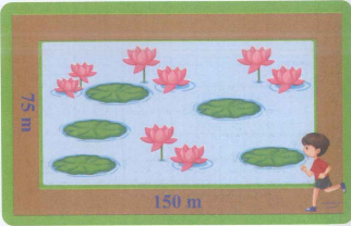 Cạnh nhà An có một hồ sen dạng hình chữ nhật (như bức tranh). Hồ sen dài 150 m và rộng 75 m. Mỗi buổi chiều An đều chạy thể dục 4 vòng quanh hồ sen đó. Vậy quãng đường An chạy mỗi buổi chiều là: (ảnh 1)