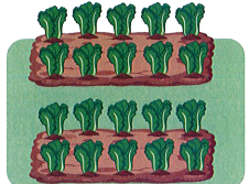 Quan sát bức tranh rồi viết phép nhân và phép chia thích hợp: (1 điểm)  	….. × ….. = ….. ….. : ….. = ….. ….. : ….. = ….. (ảnh 1)