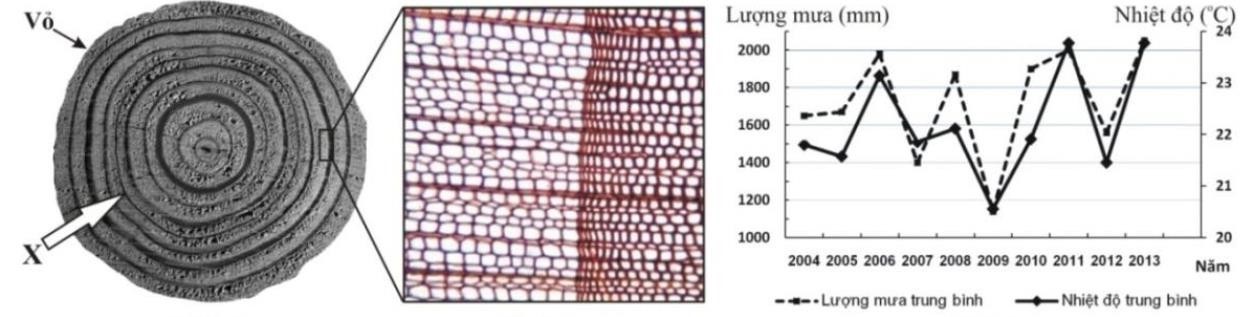 Tại sao khi thiếu các nguyên tố dinh dưỡng khoáng N, Mg, Fe cây đều bị vàng lá, nhưng biểu hiện khác nhau: thiếu N, Mg cây bắt đầu vàng từ lá già, còn thiếu Fe cây lại biểu hiện vàng từ lá non? (ảnh 1)