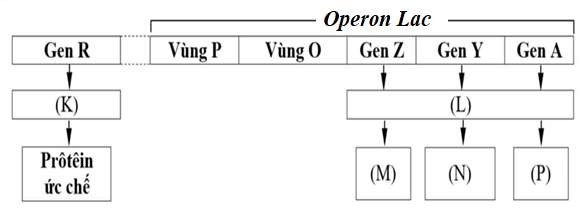 Quan sát hình ảnh về cơ chế hoạt động của một operon Lac ở vi khuẩn E. coli trong điều kiện môi trường có đường lactose. (ảnh 1)