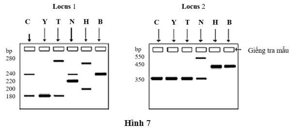Hình 7 là bản gel điện di các mẫu DNA (ở hai locus thuộc 2 NST khác nhau) của một người con tên Cường (C), người mẹ tên là Yến (Y) và bốn người đàn ông nghi là cha của đứa bé là ông Thành (T) (ảnh 1)