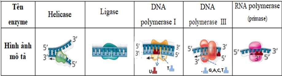 Bảng dưới đây mô tả một số loại enzyme được tìm thấy trong quá trình nhân đôi DNA ở vi khuẩn E.coli. (ảnh 1)