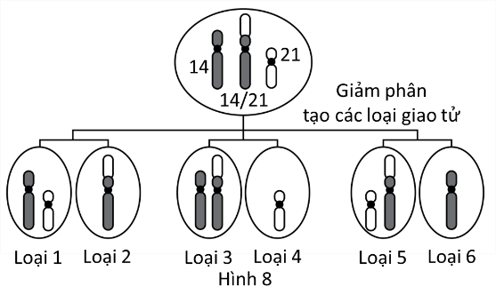 Hình bên cho thấy các loại giao tử chứa NST 14, 21 và 14/21 có thể được tạo thành từ các tế bào sinh trứng ở một người phụ nữ bị đột biến chuyển đoạn Robertson  (ảnh 1)