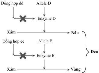 Tính trạng màu sắc lông của một loài chó được mô tả bằng sơ đồ sinh hóa dưới đây: (ảnh 1)