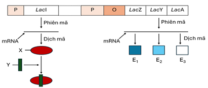 Hình sau đây mô tả hoạt động của Operon Lac ở vi khuẩn E.coli trong môi trường nuôi cấy.        Phát biểu nào sau đây là đúng? (ảnh 1)