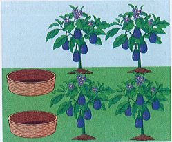 Quan sát bức tranh rồi viết phép nhân hoặc phép chia thích hợp: (2 điểm)   a. Có tất cả bao nhiêu quả cà tím trong vườn? ………………………. = ….. b. Nếu hái hết số cà tím trong vườn và để mỗi rổ số cà tím bằng nhau thì mỗi rổ có mấy quả cà tím? ………………………. = ….. (ảnh 1)