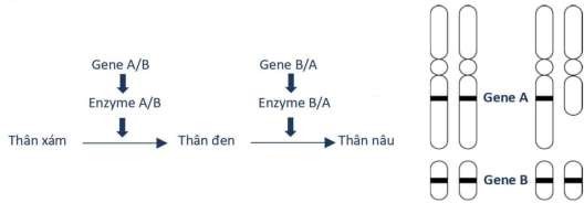 Có một loài thú, hai cặp gene A, a và B, b thuộc hai cặp NST khác nhau cùng quy định tính trạng màu sắc thân theo sơ đồ sau: (ảnh 1)