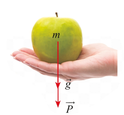 Chọn D Ta c&oacute; \(\left| \emptyset  \right| = 2 \Rightarrow P = \frac{1}{2} = 0,5\).  (ảnh 1)