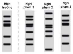 Một vụ án mạng đã xảy ra, khiến cảnh sát phải khẩn trương có mặt tại hiện trường để tiến hành điều tra. Sau khi phân tích kỹ lưỡng, họ đã xác định được ba nghi phạm chính. Để tìm ra được hung thủ, cảnh sát đã tiến hành thu thập mẫu DNA (từ mẫu máu) (ảnh 1)