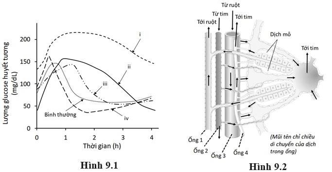 Liệu pháp dung nạp glucose là một trong những phương pháp kiểm tra khả năng điều hòa lượng  glucose  huyết tương của cơ thể, một chỉ số quan trọng trong chẩn đoán nhiều bệnh ở người. (ảnh 1)