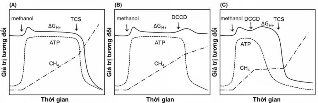 Vi khuẩn Methanosarcina barkeri sống trong môi trường có khí H2 và methanol sinh ra khí methane (CH4). Các nhà khoa học nuôi cấy vi khuẩn trong môi trường có methanol và được sục khí H2 liên tục. (ảnh 1)