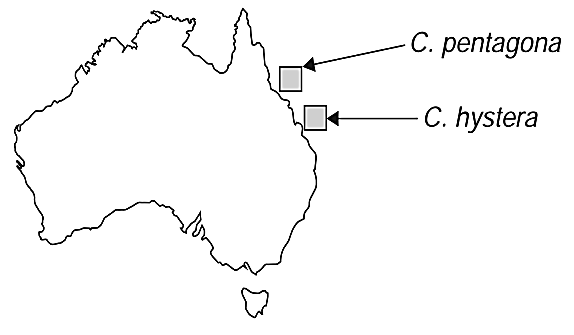 Các nhà nghiên cứu đã tìm thấy hai loài sao biển ở bờ biển Queensland. Loài C. pentagona được phát hiện ở vùng nước ấm phía Bắc trong khi loài C. hystera được phát hiện xa hơn ở về vùng nước lạnh phía Nam. (ảnh 1)