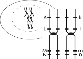 Hình bên biểu thị một cặp NST tương đồng trong tế bào sinh dục của một cá thể với vị trí của bốn gene (K/k, L/l, M/m và N/n). (ảnh 1)