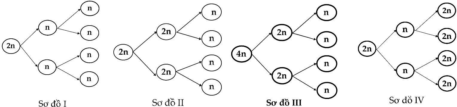 Sơ đồ nào ở hình 2 mô tả chính xác nhất về sự thay đổi số lượng NST của quá trình giảm phân? (ảnh 1)