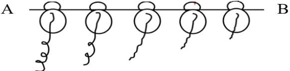 Hình bên mô tả quá trình dịch mã của 5 ribosome trên mRNA của sinh vật nhân sơ. Phát biểu nào sau đây đúng?    A. Codon kết thúc nằm ở gần vị trí A.  (ảnh 1)