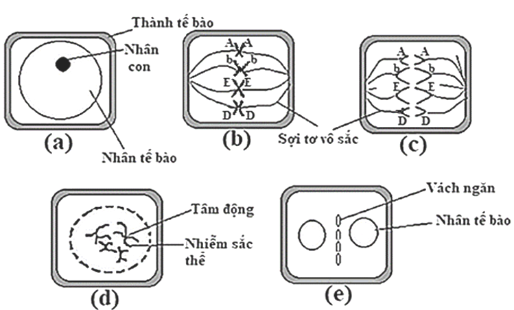 Sơ đồ hình 3 mô tả quá trình phân bào của một loài sinh vật lưỡng bội. Quan sát hình, cho biết có bao nhiêu nhận định sau đây không đúng? (ảnh 1)