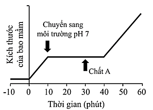 Chất A là một loại phytohormone ở thực vật. Để tìm hiểu sự ảnh hưởng của chất A đến quá trình kéo dài kích thước của bao mầm ở cây đậu, người ta tiến hành 2 thí nghiệm sau đây:   (ảnh 1)