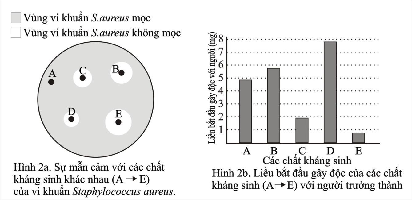 Có 5 chất kháng sinh (A, B, C, D, E) được kiểm tra hiệu lực chống vi khuẩn gây bệnh Staphylococcus aureus.  (ảnh 1)