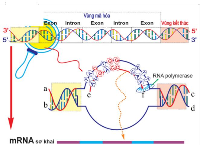 Hình dưới đây mô tả một cơ chế di truyền ở cấp độ phân tử của sinh vật nhân thực. Phát biểu nào sau đây là đúng? (ảnh 1)