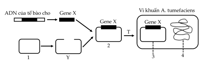 Để tạo giống lúa vàng (golden rice) giàu Beta-caroten góp phần cải thiện tình trạng thiếu vitamin A ở trẻ em, người ta cần chuyển gene X từ một loài thực vật vào cây lúa.  (ảnh 1)