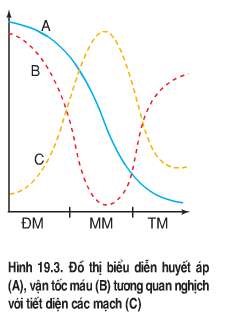 a. Cho biết sự khác nhau giữa tiêu hóa nội bào và tiêu hóa ngoại bào.  b. Vì sao công nhân làm việc trong các hầm than thường bị ngạt thở? (ảnh 1)