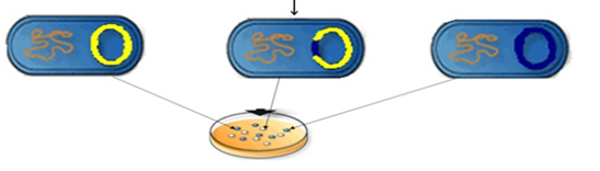 Hình 4  mô tả quá trình nào của công nghệ DNA tái tổ hợp??    Hình 4     A. Kĩ thuật cắt gene.   	    B. Chuyển dòng DNA tái tổ hợp.     C. Phân lập dòng DNA tái tổ hợp.	    D. Tạo dòng DNA tái tổ hợp. (ảnh 1)
